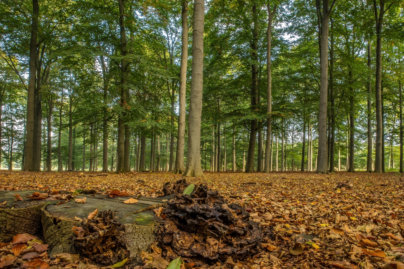 Understanding The Role Of Wood As Natural Carbon Storage